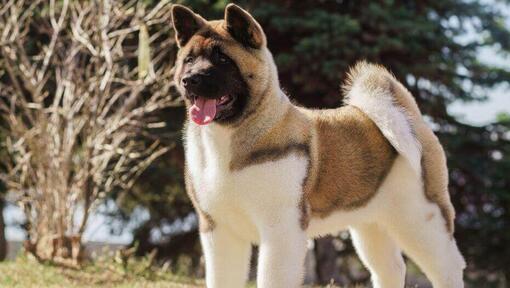 Six original japanese dog hot sale breeds